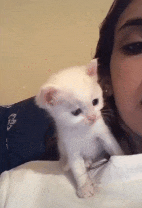 kitten kisses back.gif