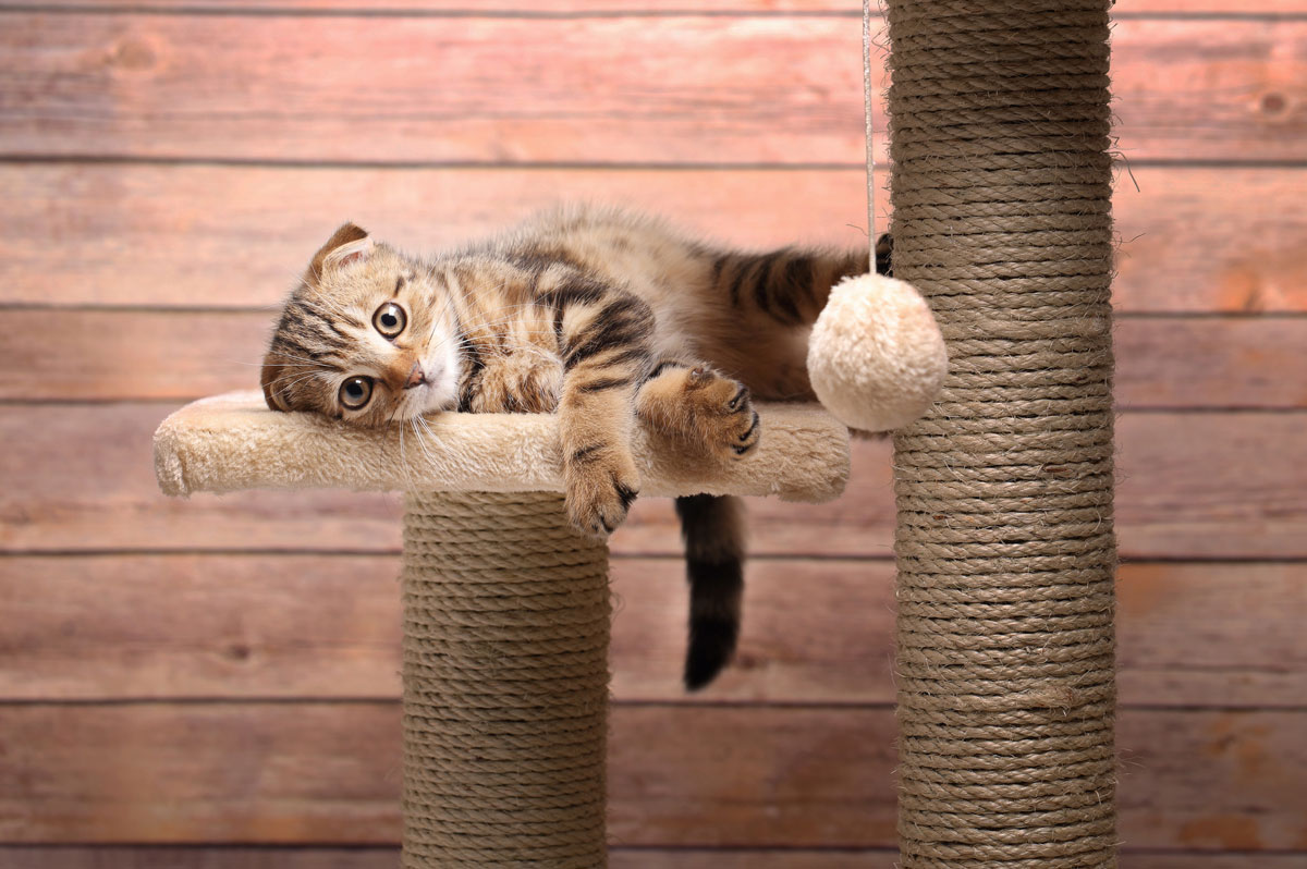 kitten-on-furniture.jpg