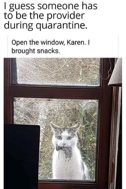 kitty at window.jpg