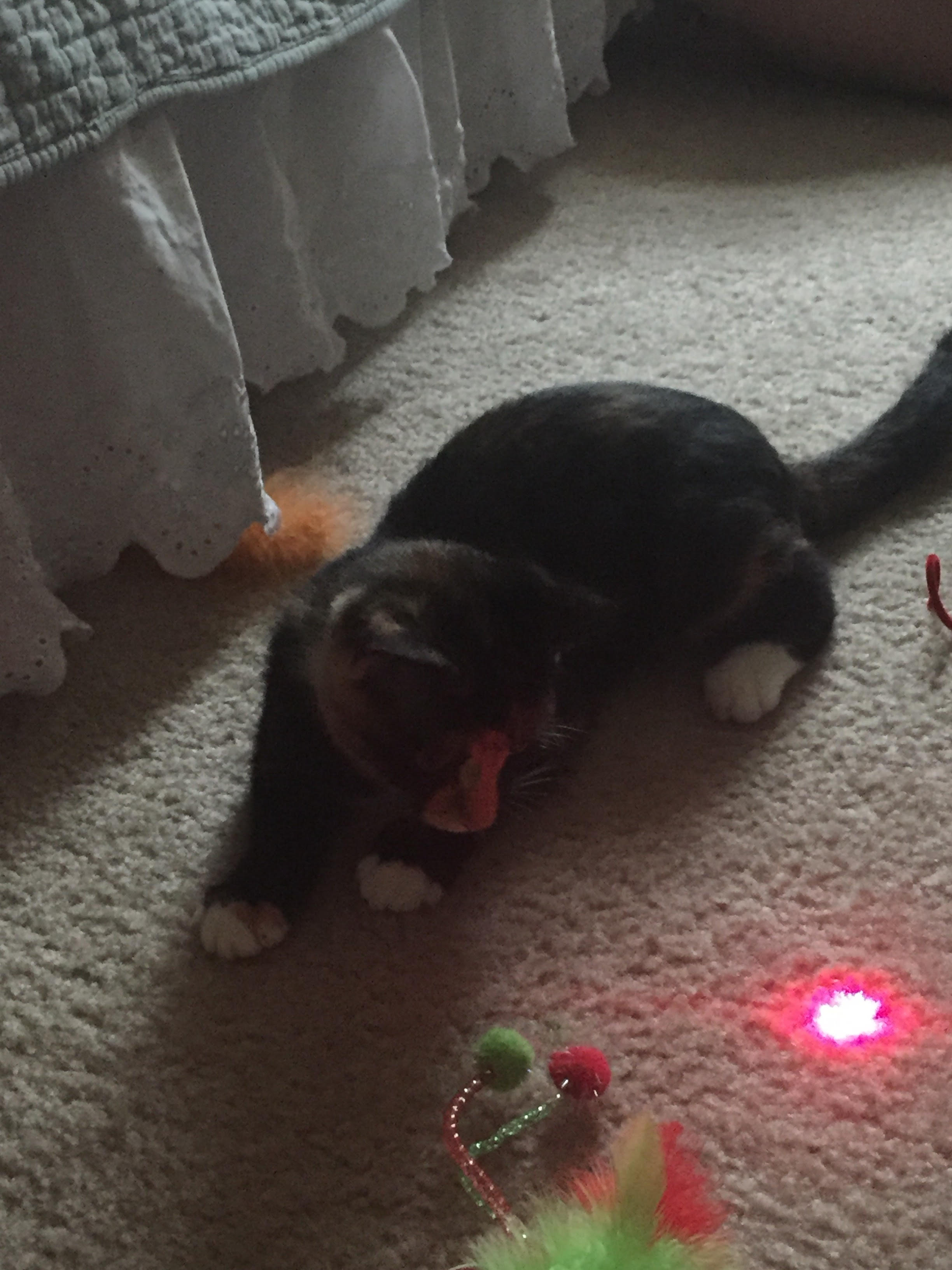 kitty laser.jpg
