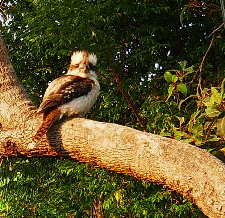 kookaburra 2.jpg