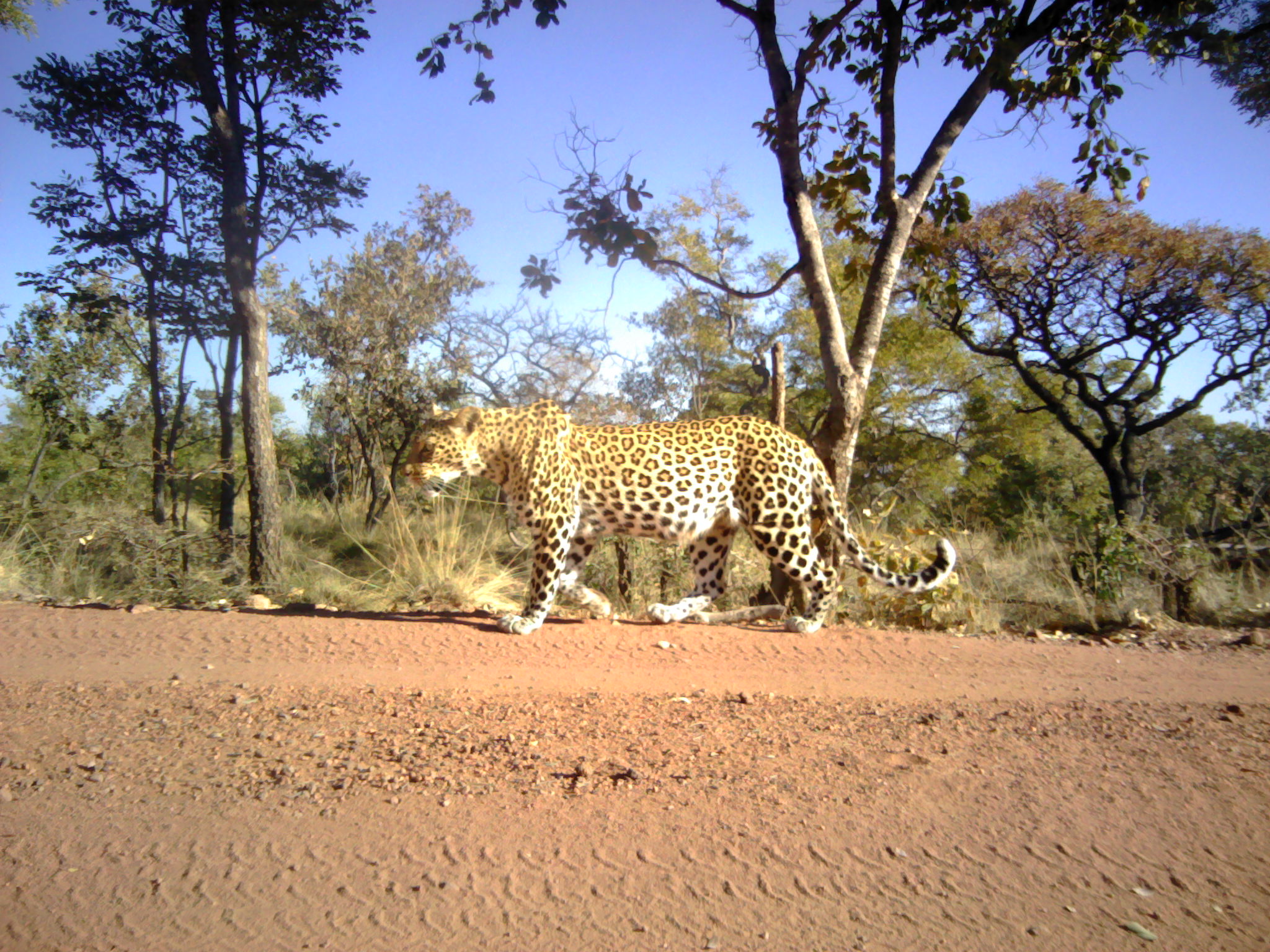 Leopard in South Africa.JPG