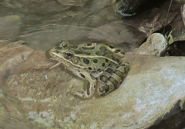 leopardfrog.jpg