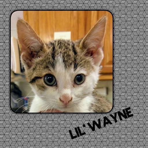 Lil' Wayne adopted.jpg