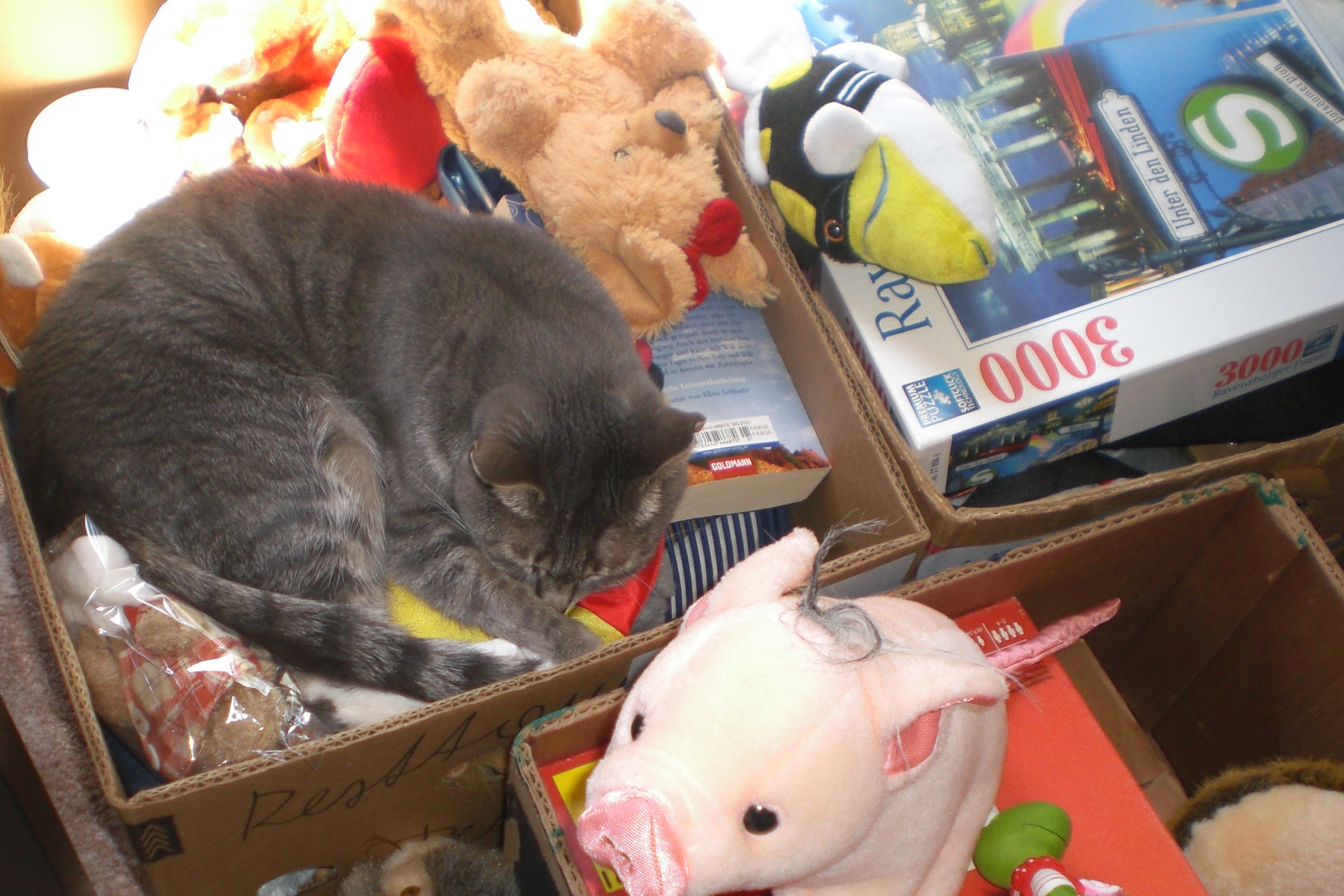 Lilly with toys 3.jpg