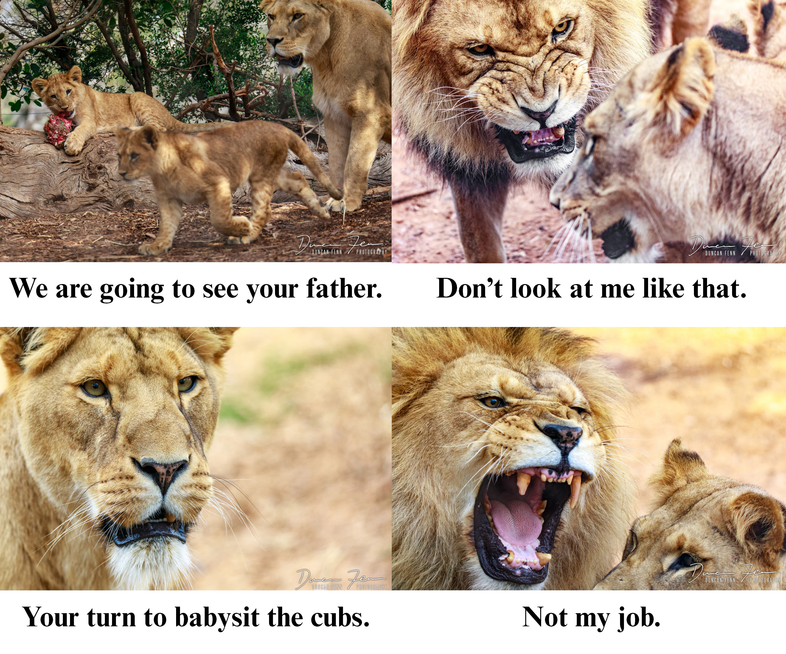 lion babysit.jpg
