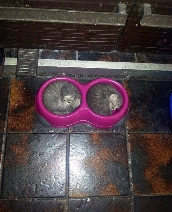 Little cats in dishes.jpg
