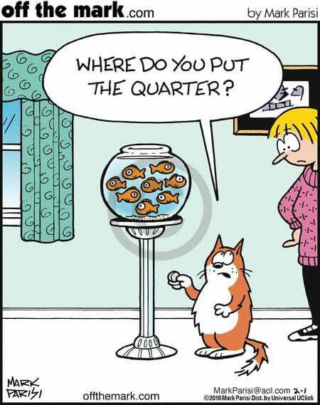 LOL-cat-quarter.jpg