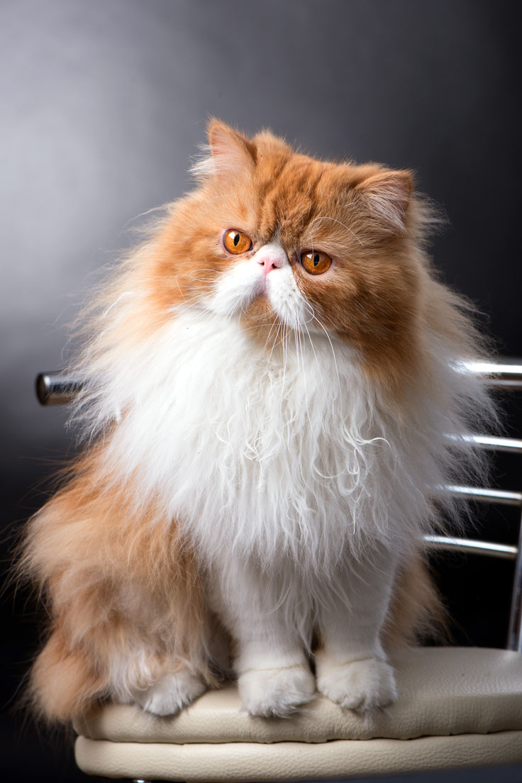 Long haired Persian - Persians are clearly longhaired cats, but your cat may be a domestic longhair - read more to see