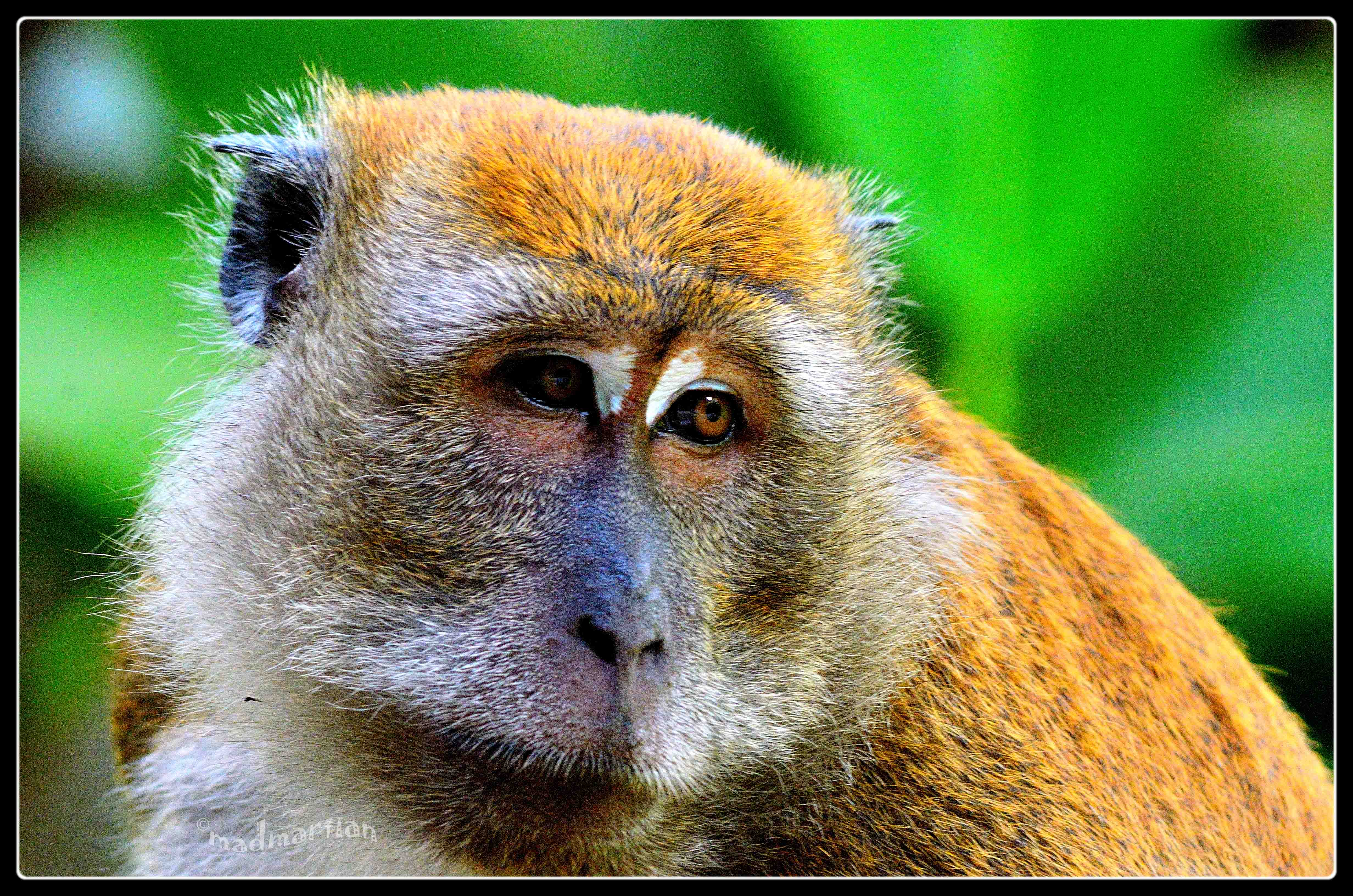 Long Tailed Macaque 20120730_0000.JPG