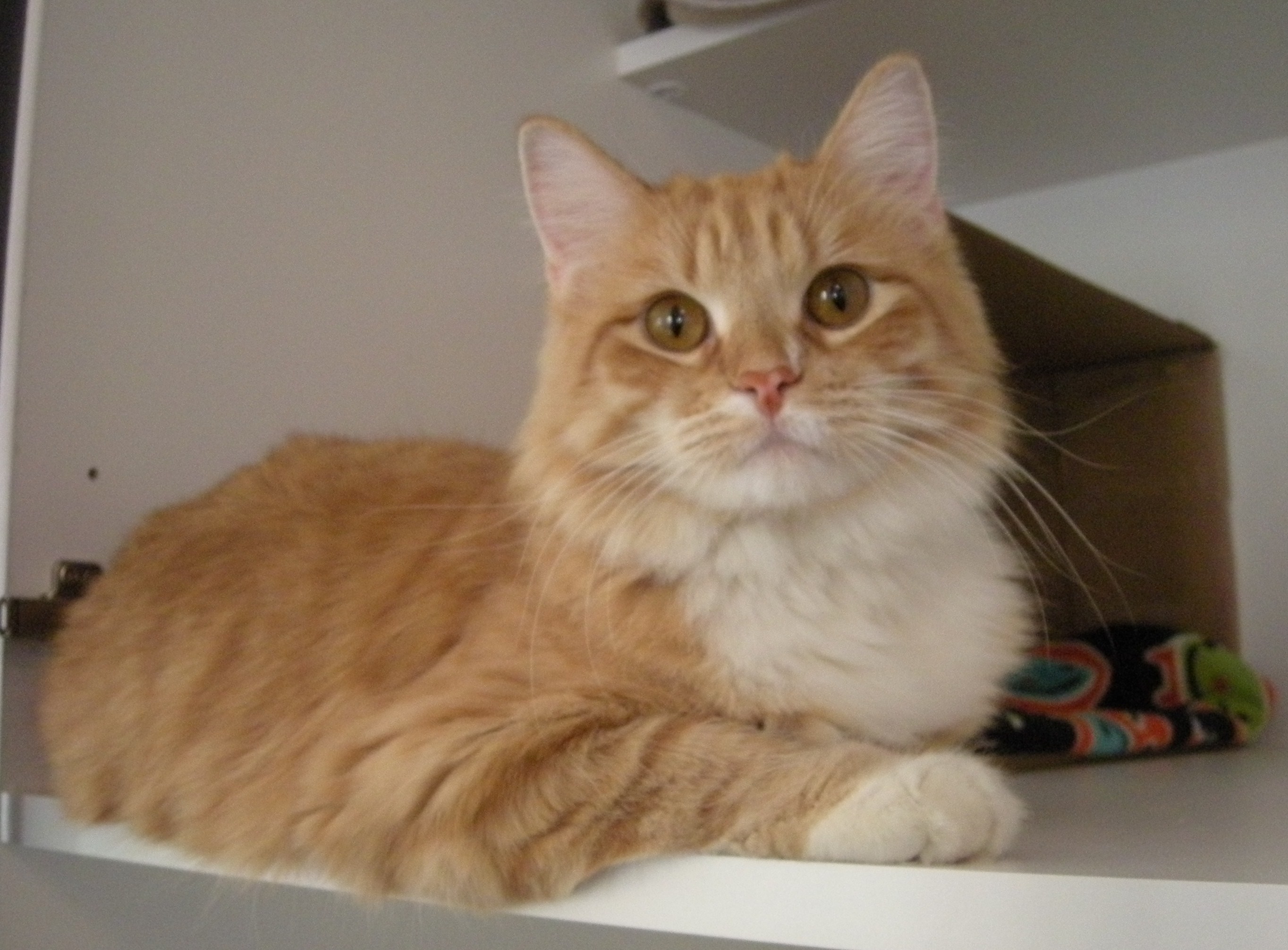 Help To Decide! Ginger Long Hair Domestic Kitten TheCatSite