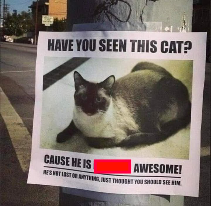 lost cat.jpg