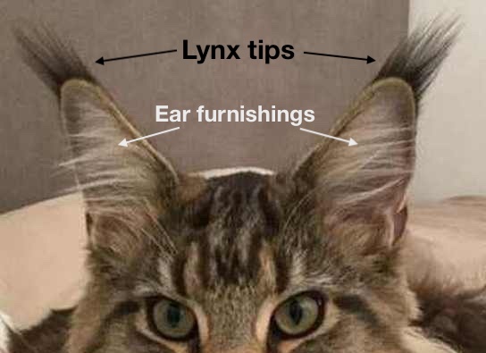 Lynx tips vs ear furnishings.jpeg