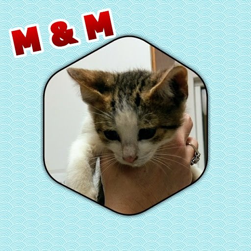 M and M adopted.jpg