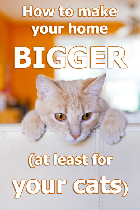 How To Make Your Home Bigger (at Least For Your Cats)