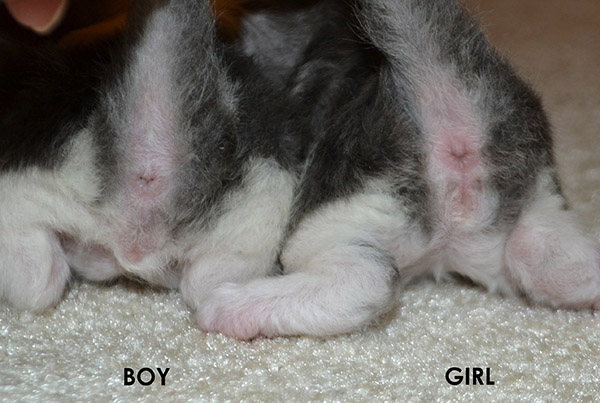 male-kitten-female-kitten.jpg