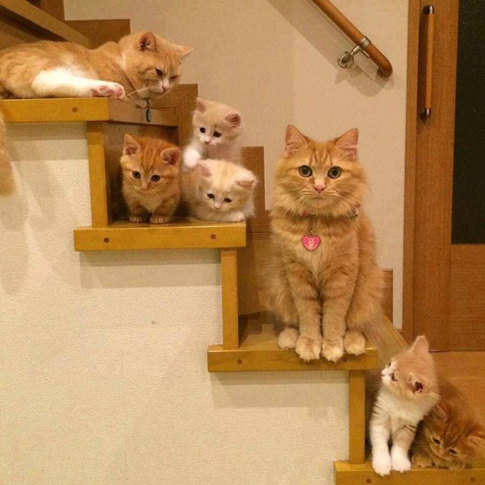 many cats on the stairs.jpg