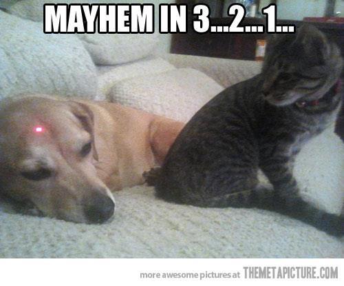 Mayhem-in-3-2-1-Funny-dog-photo-with-captions.jpg