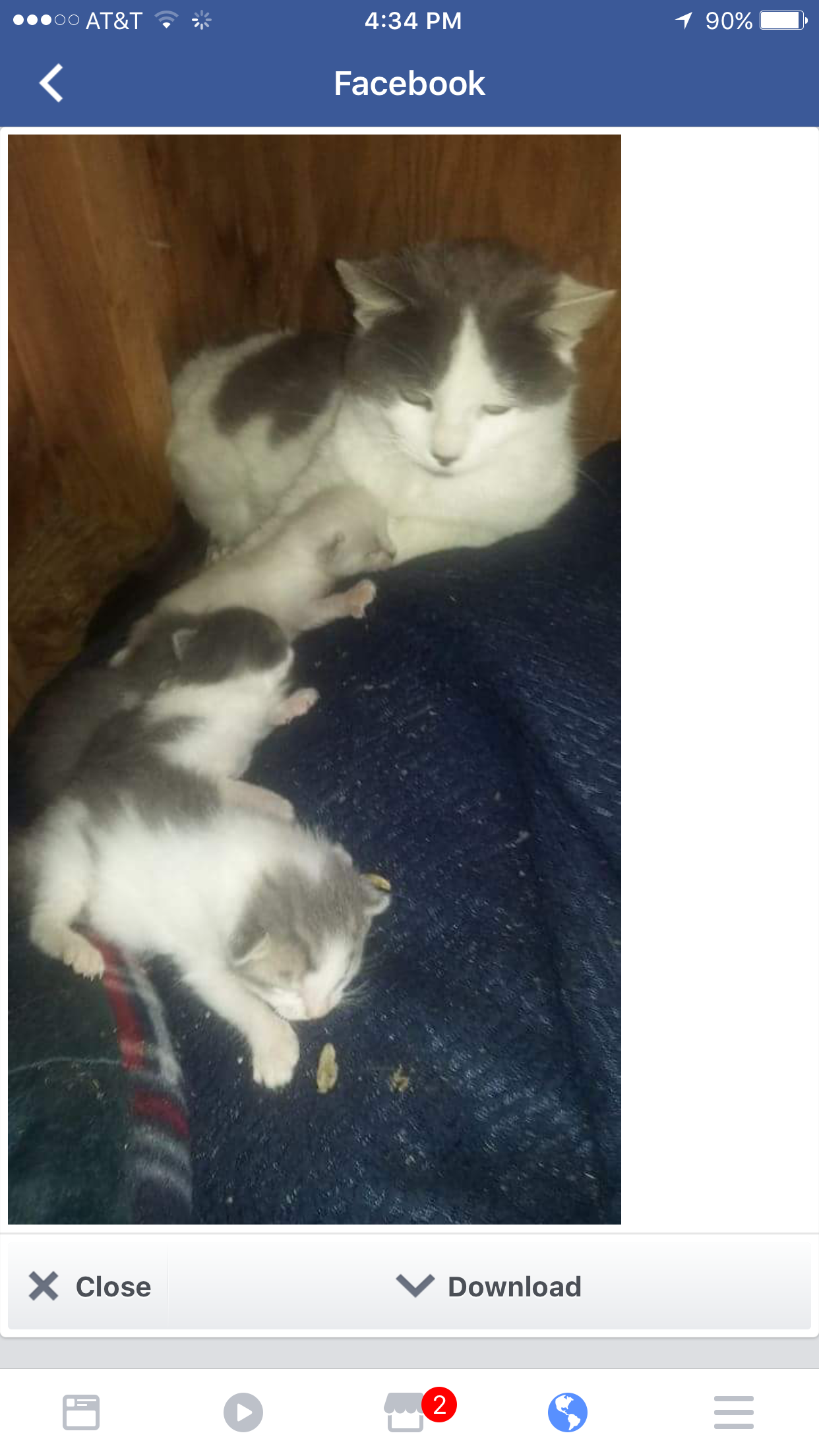 mom and kittens.png