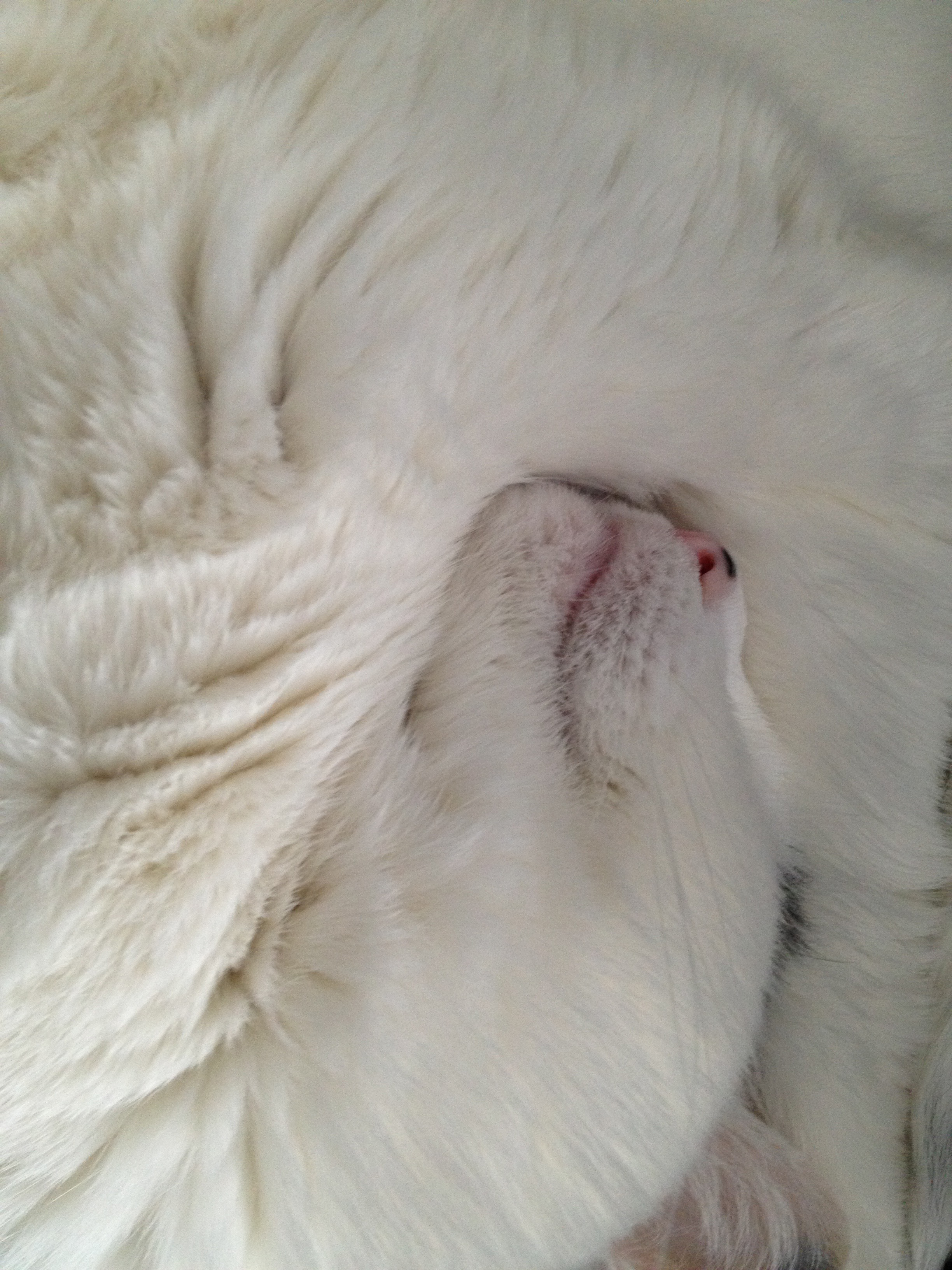 Moo curled up.jpg