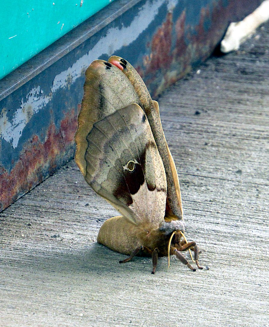 moth-greenup.jpg
