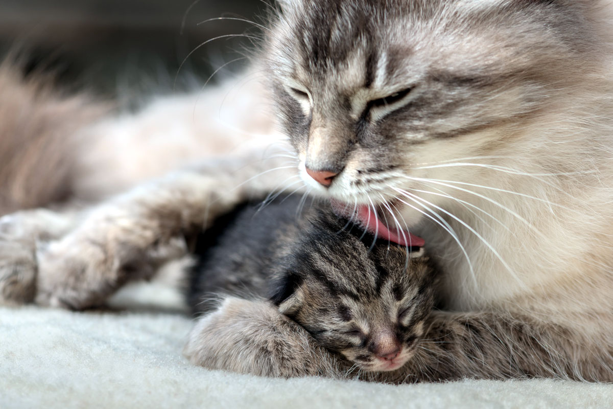 Induk kucing merawat anak-anaknya
