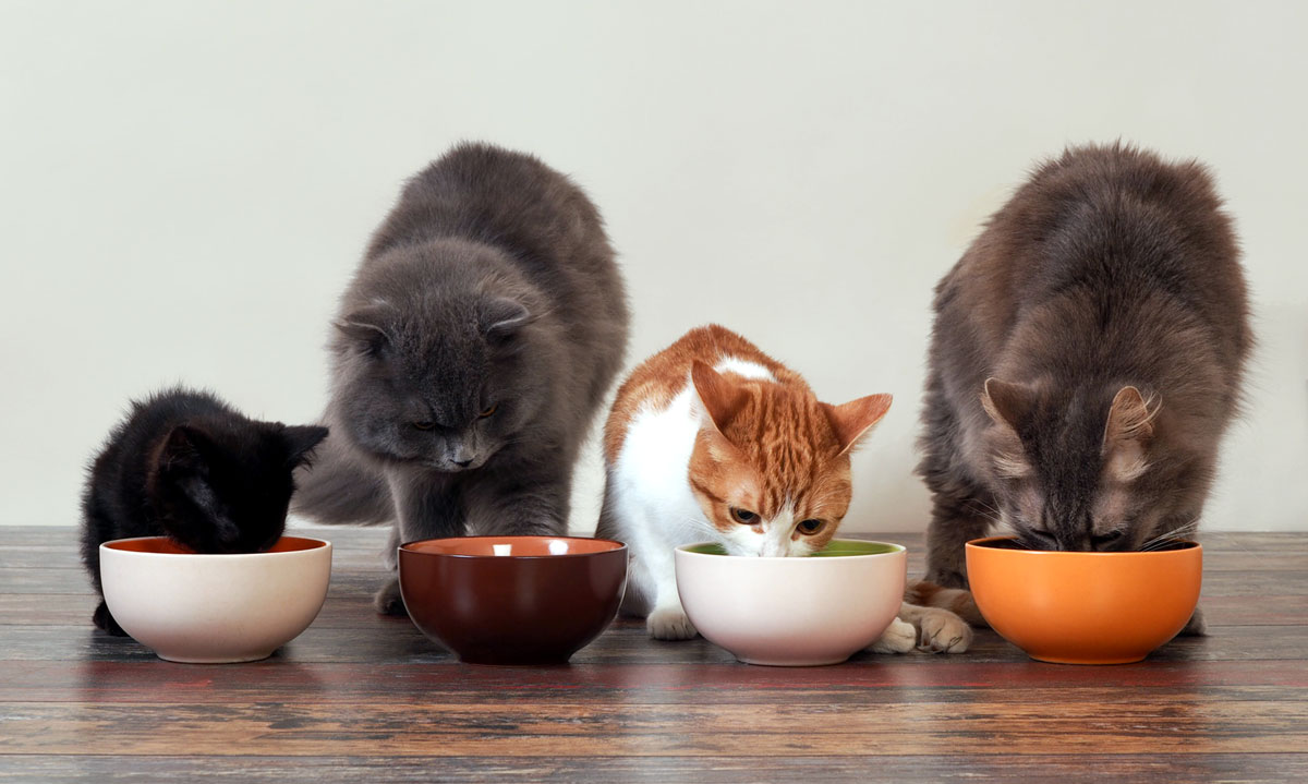 Need to feed multiple cats? Consider an automatic feeder