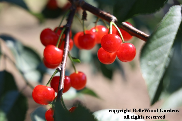 Nagy-Sour Cherries_2019-06_cluster of cherries on branch.jpg
