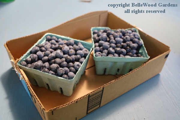 Nagy-Sour Cherries_2019-06_two quarts of blueberries.jpg
