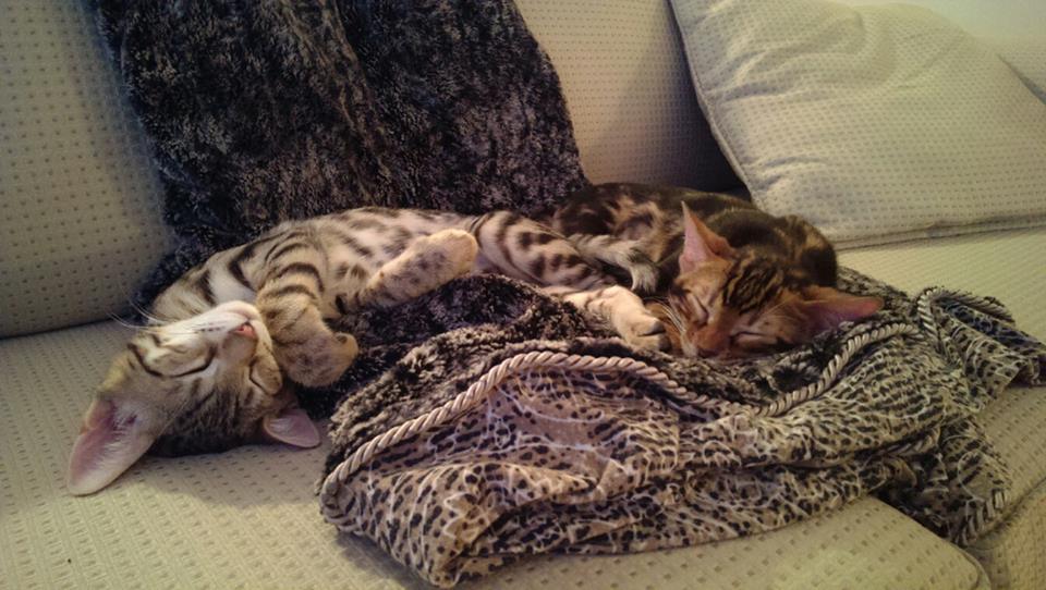 Napping_kitties.jpg