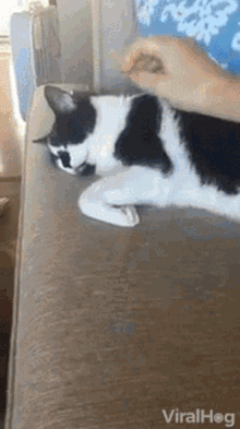 never-wake-up-a-sleeping-cat-startled.gif