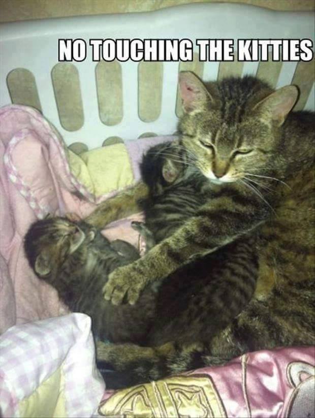 no touch kitties.jpg