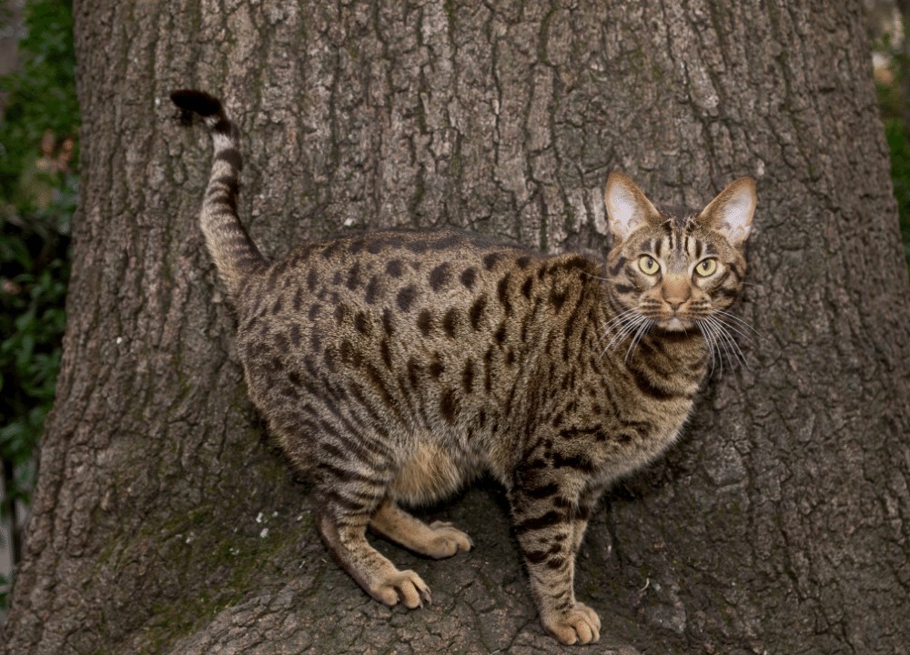 ocicat-cat-breed.jpg