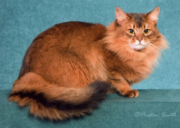 Orange-Long-Hair-Somali-Cat-Sitting.jpg