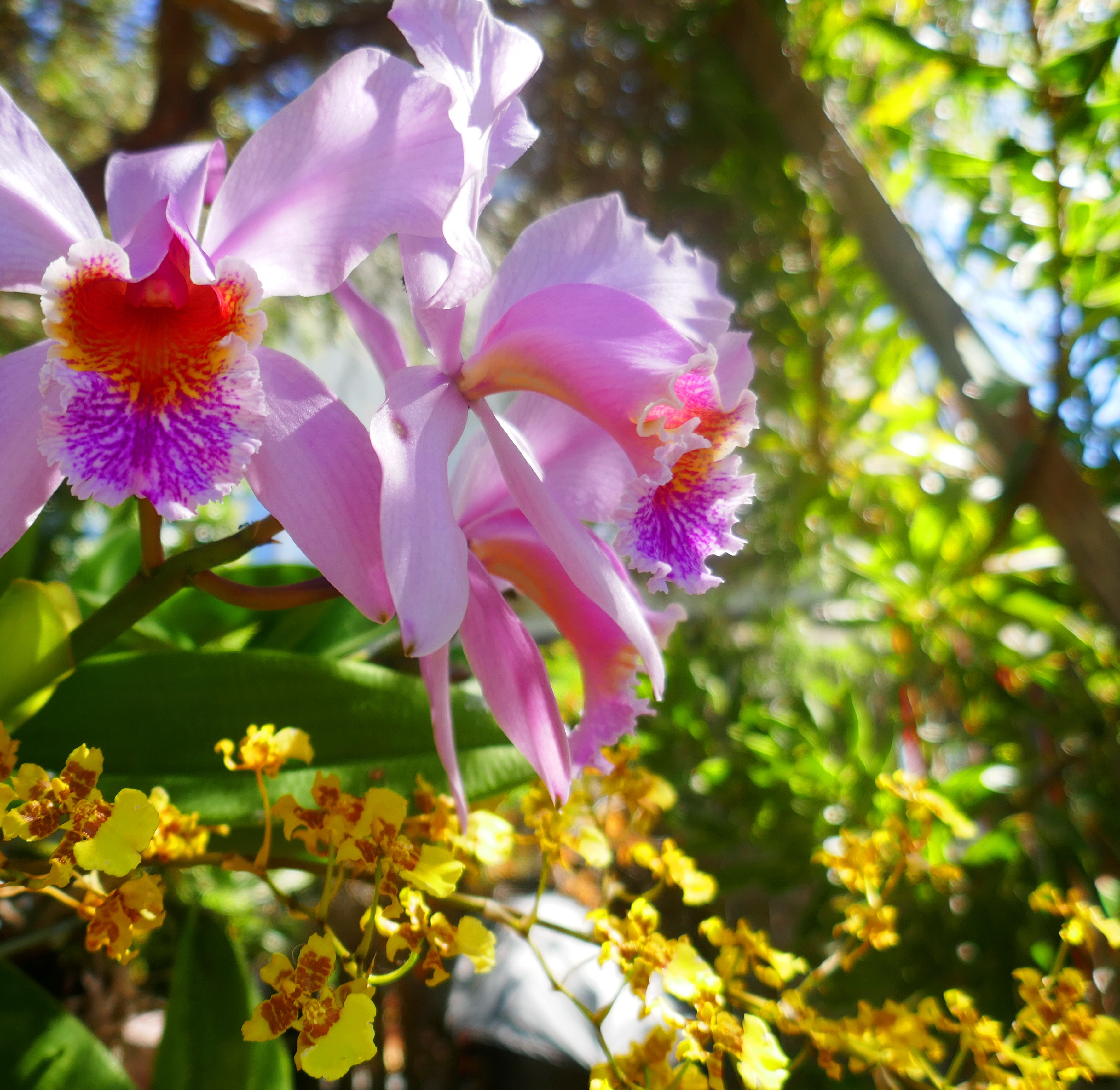 orchids.JPG