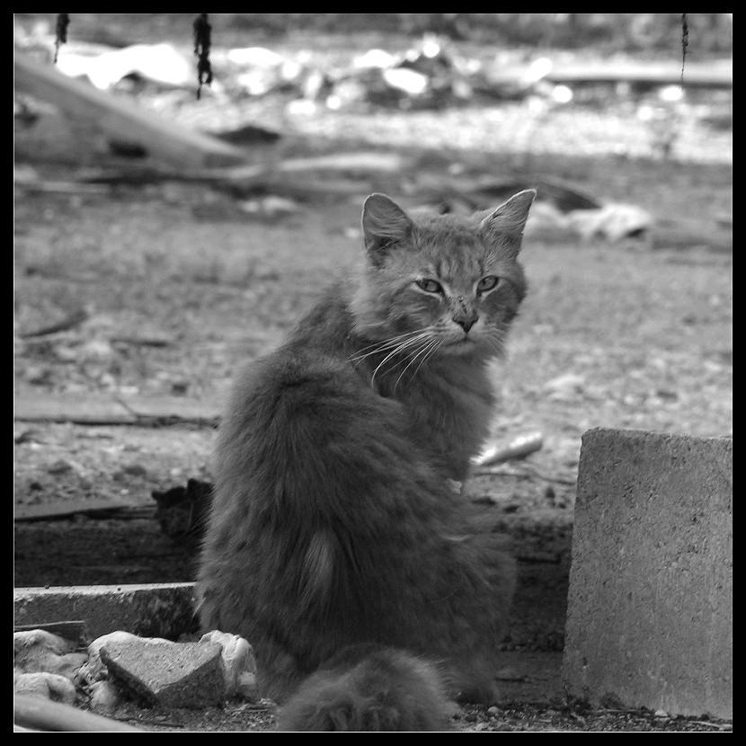 orphan-cat.jpg
