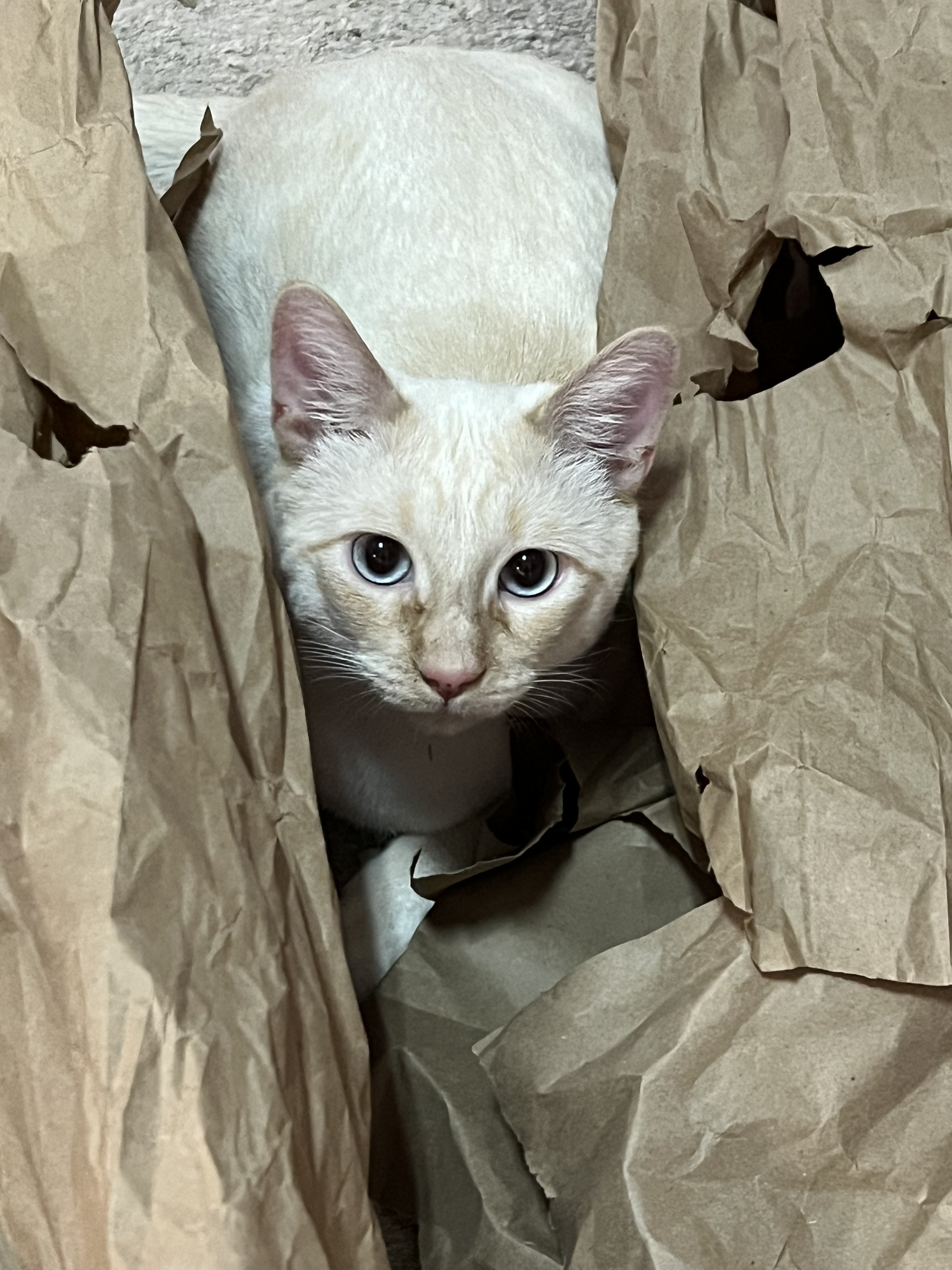 Paper Cat.jpg