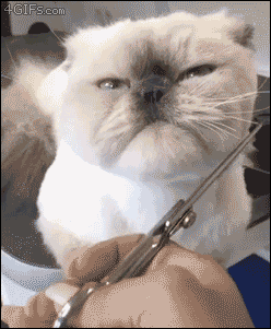 Patient-cat-enjoys-haircut-grooming.gif