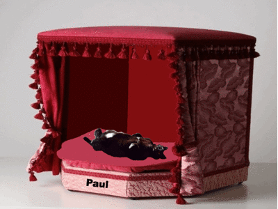 Paul in fancy bed 400x300.gif