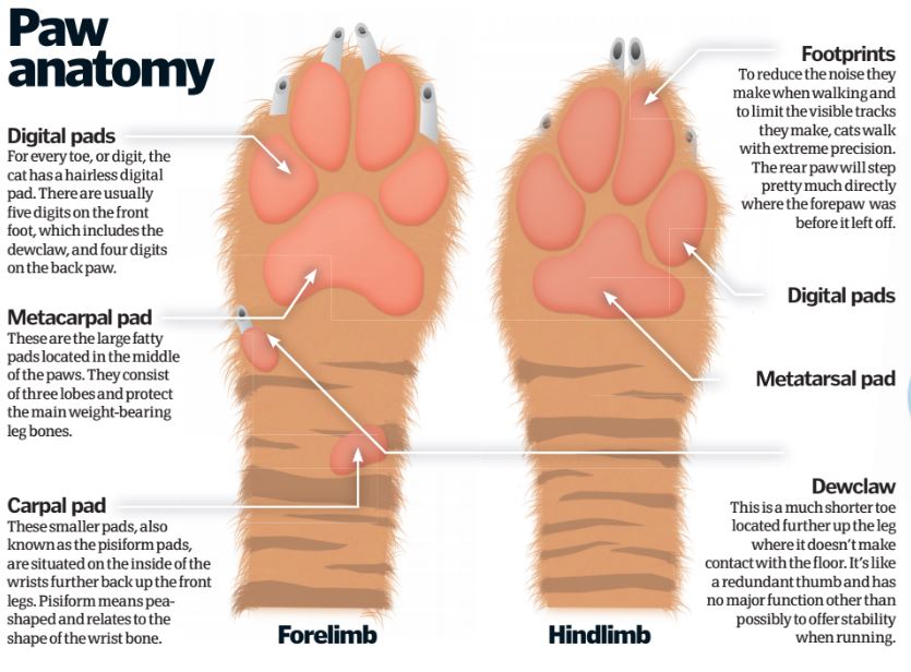 Paw Anatomy.jpg