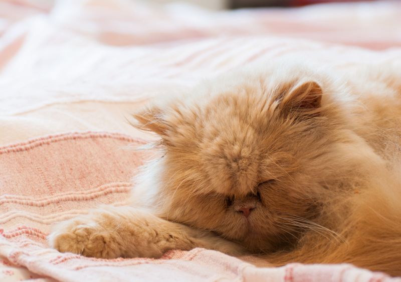 Could your cat be a Persian? How To Tell Your Cat's Breed By Its Behavior