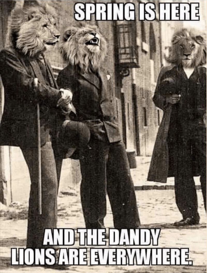 person-spring-is-here-and-dandy-lions-are-everywhere.png