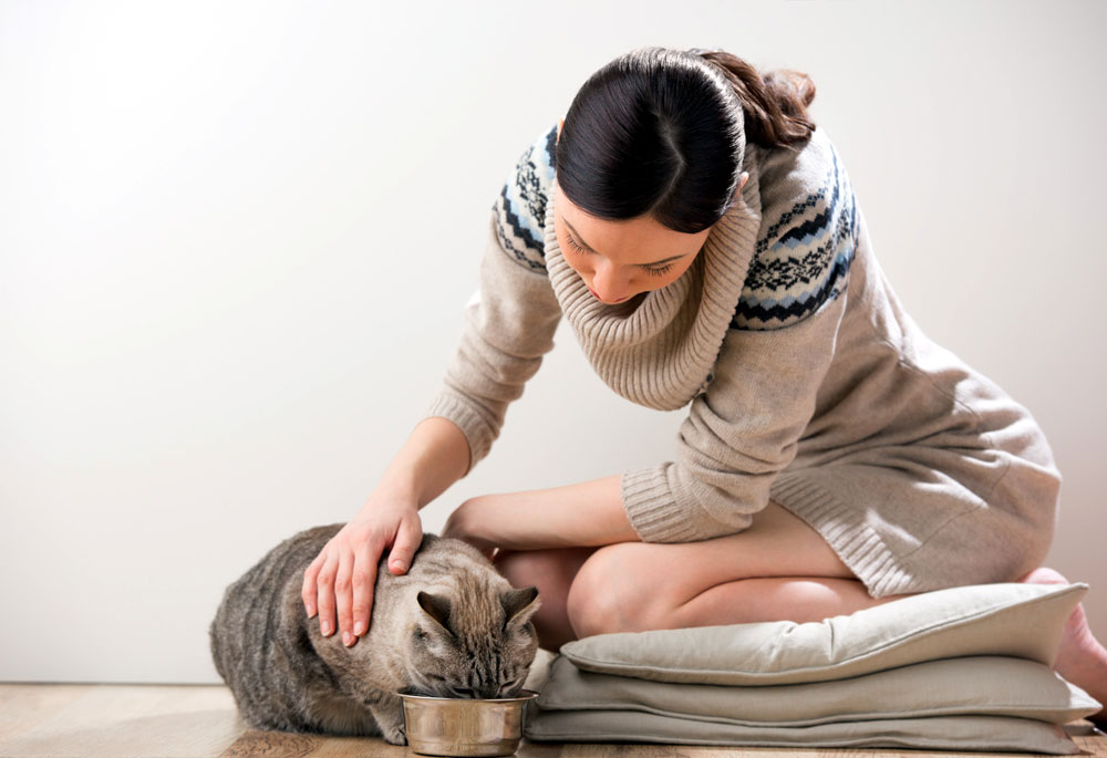 Do Cats Like To Be Petted? TheCatSite