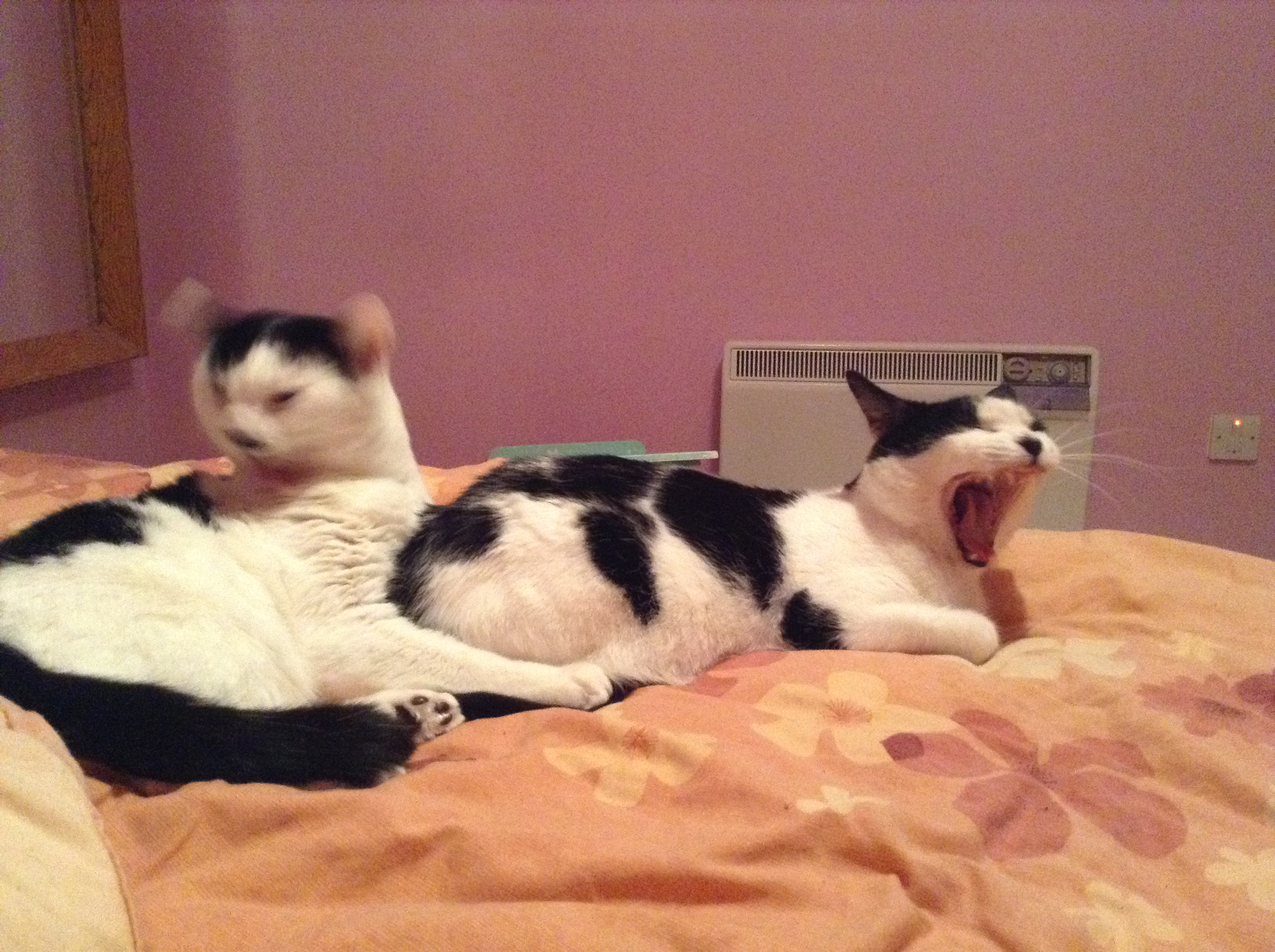 Pierre and Fuzzy yawning.JPG