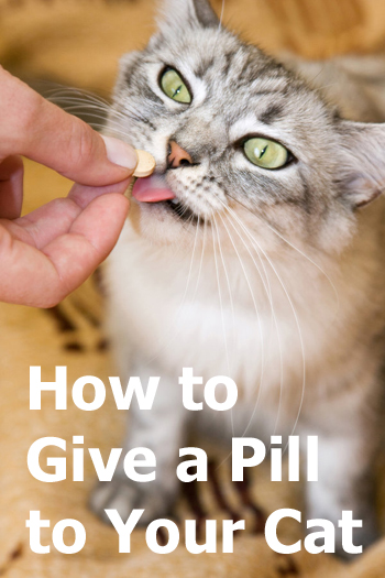 How Can I Give A Pill To My Cat