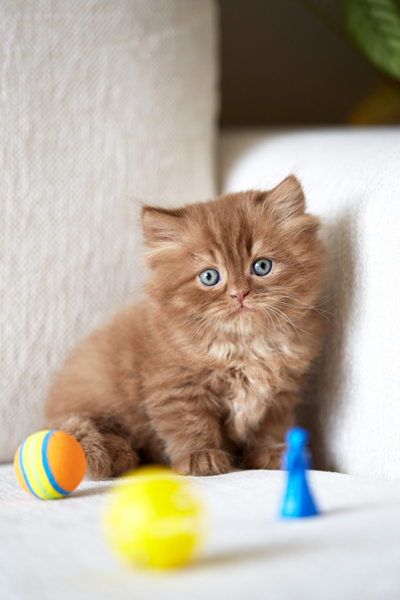 How long should you spend playing with your cat?