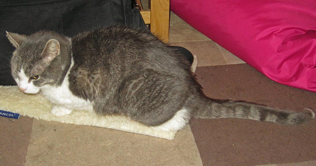 posture cat.jpg