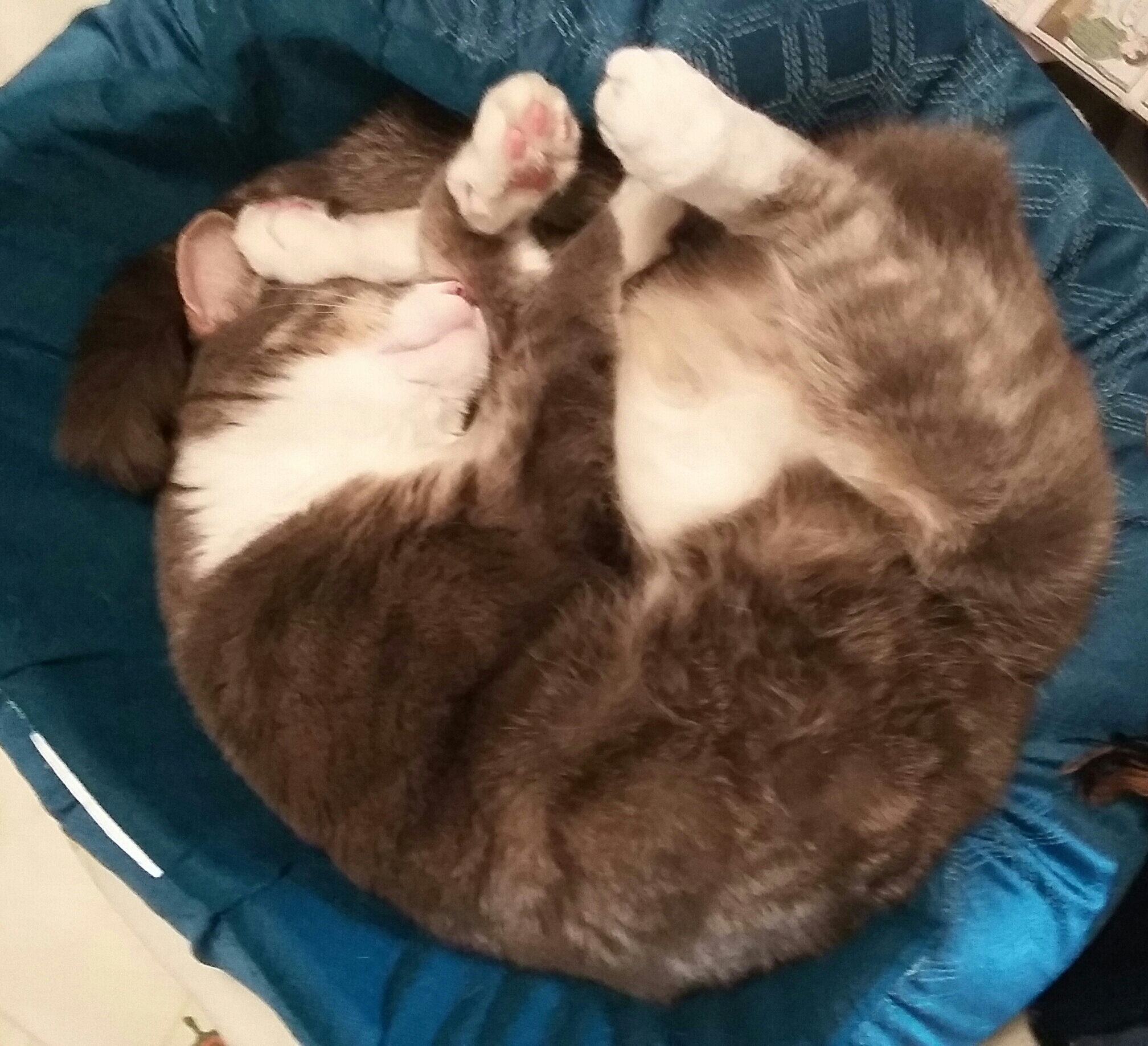 Pretzel Cat- yoga pose.jpg