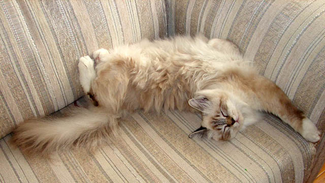 Pumkin stretching on the couch 005 copy.jpg