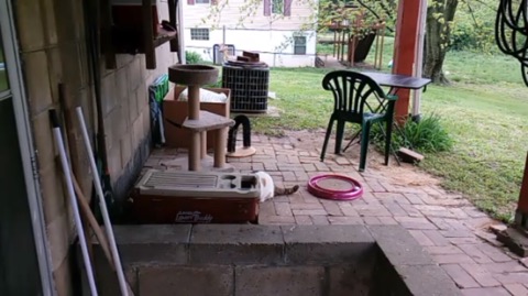 Rain soaked day playground for cats.jpg
